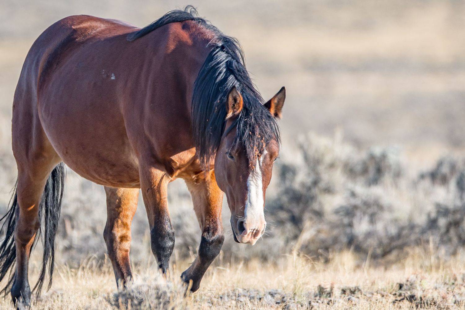 Автор: Tony Douzenis , Tony Douzenis