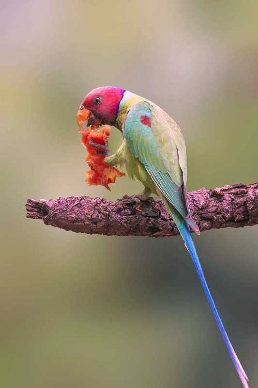 Plum Headed Parakeetphoto preview