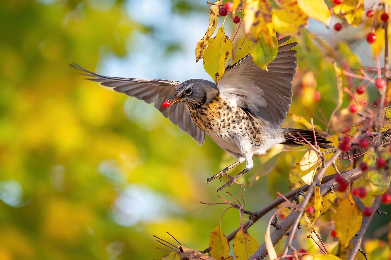 Дрозд рябинник.. Автор: Калинин Михаил , Калинин Михаил