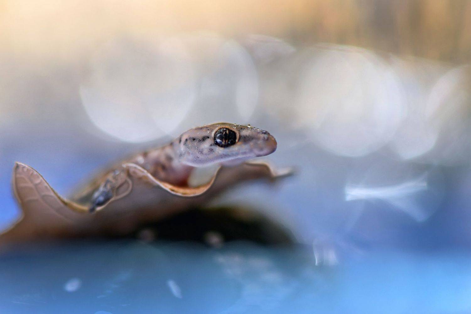 ящерица, макро, природа, макрофото, макро-красота, поэзия природы, лес, вчувствование, созерцание, тишина, тишина покоя, Быканова Виктория