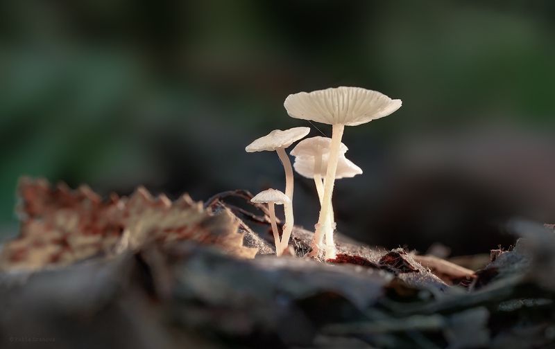 поганки, грибы, макро, macro Поганочкиphoto preview