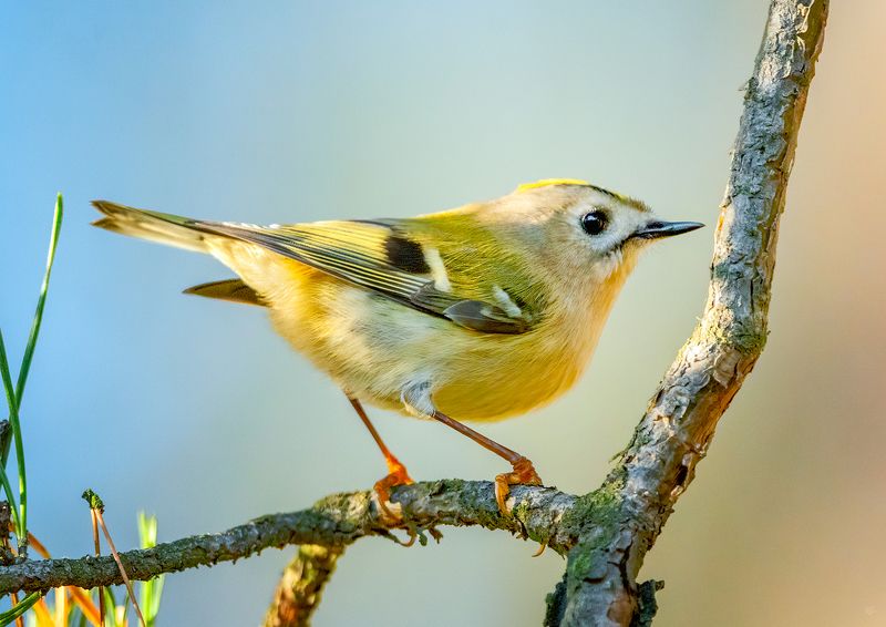 wildlife, bird, animal Goldcrestphoto preview