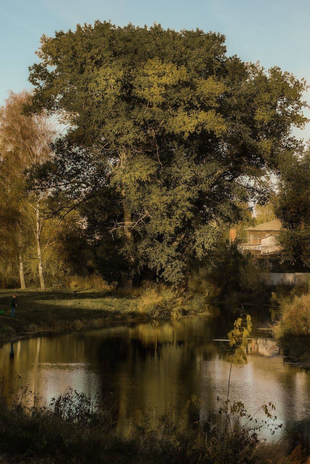 Густое старое дерево.. Автор: Крышковец Владимир Старое дерево,раскидистая ива,осеннее дерево,богатая листва,, Крышковец Владимир