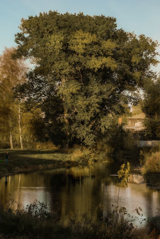 Старое дерево,раскидистая ива,осеннее дерево,богатая листва, Густое старое дерево.photo preview