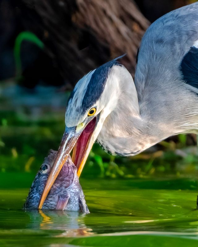 #nature #wildlife Grey heron hunt tilapia fish photo preview