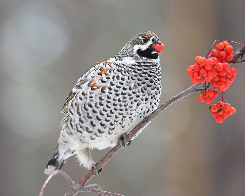 рябчик Любитель рябины фото превью