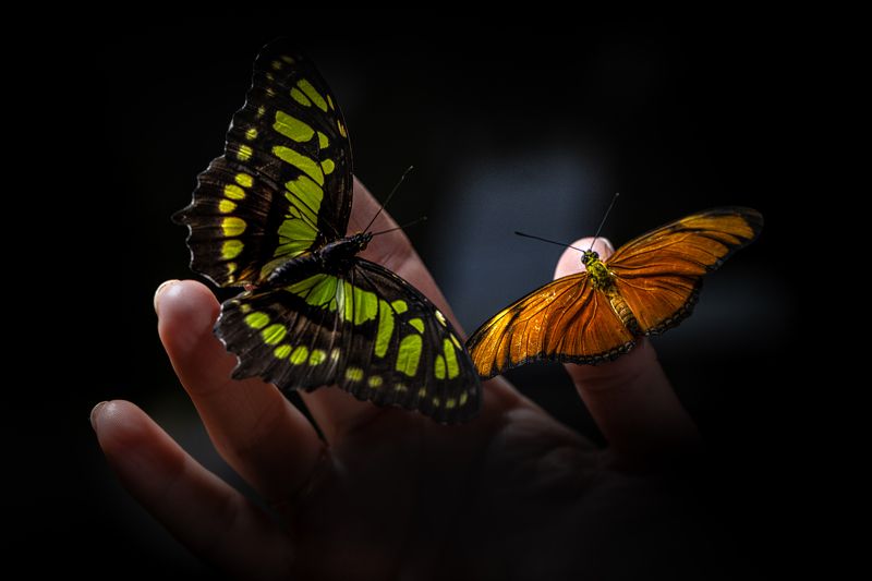 hand, human, hands, butterfly, butterflies, человек, рука, руки, бабочка, бабочки In Your Handsphoto preview