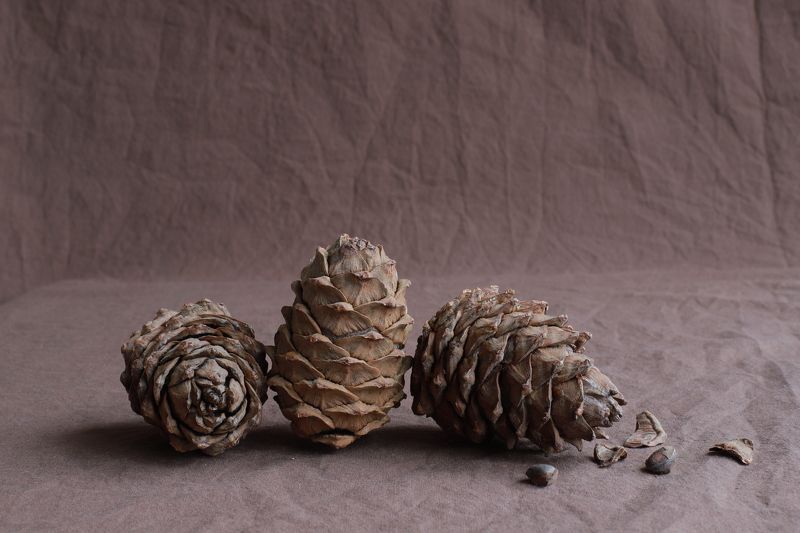 Кедровыеphoto preview