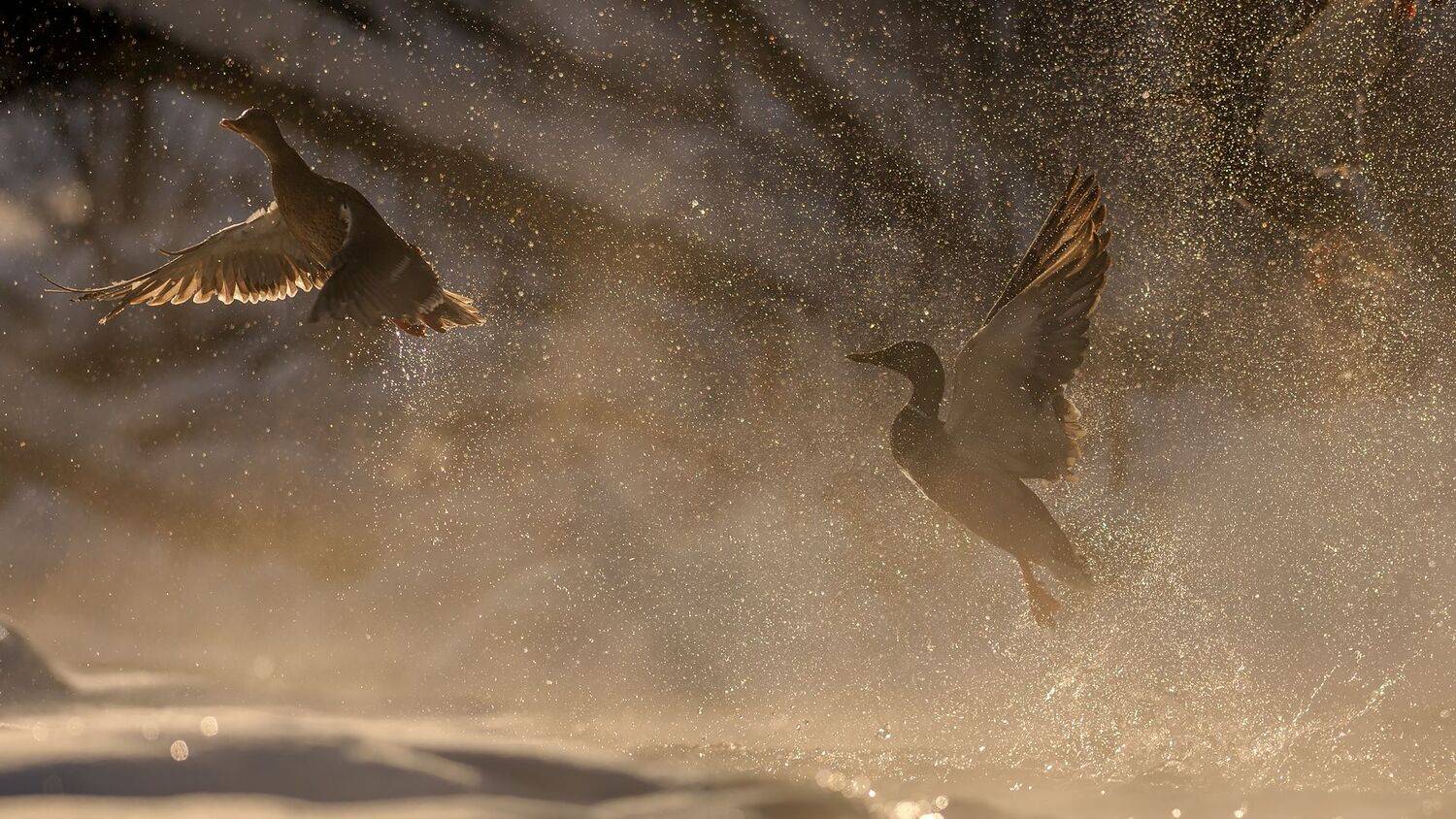 , Калинин Михаил