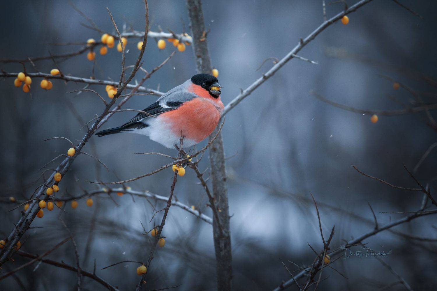 природа, лес, поля, огороды, животные, птицы, макро, Посевич Дмитрий
