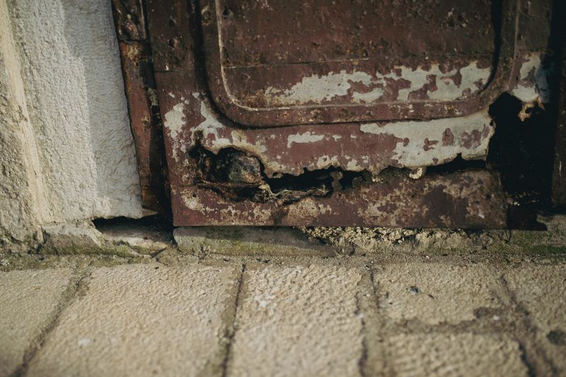 ящерица, ржавое, животнэ, рептилия Жизнь всегда побеждаетphoto preview