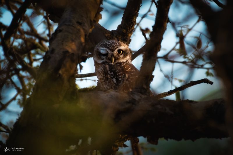 spotted owlet, athene brama, grk, greater rann of kutch, nature, 35awards, 35photo, wildlife, birds, birds of india, parth kansara, parth kansara wildlife, indian wildlife, photo, photography, kutch, birds of kutch, nakhatrana, kutch wildlife, Spotted Owlet (Athene brama)photo preview