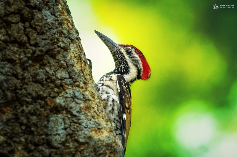 black-rumped flameback, dinopium benghalense, grk, greater rann of kutch, nature, 35awards, 35photo, wildlife, birds, birds of india, parth kansara, parth kansara wildlife, indian wildlife, photo, photography, kutch, birds of kutch, nakhatrana, kutch wild Black-rumped Flameback (Dinopium benghalense)photo preview
