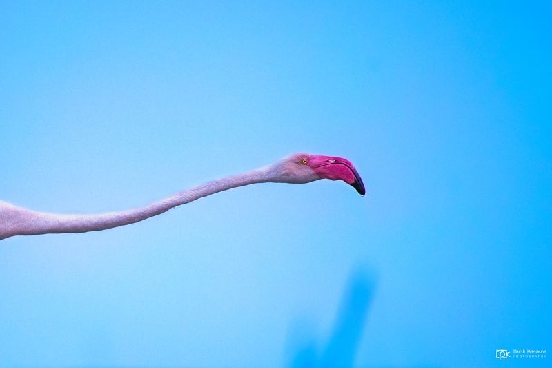 greater flamingo, phoenicopterus roseus, grk, greater rann of kutch, nature, 35awards, 35photo, wildlife, birds, birds of india, parth kansara, parth kansara wildlife, indian wildlife, photo, photography, kutch, birds of kutch, nakhatrana, kutch wildlife, Greater Flamingo (Phoenicopterus roseus)photo preview