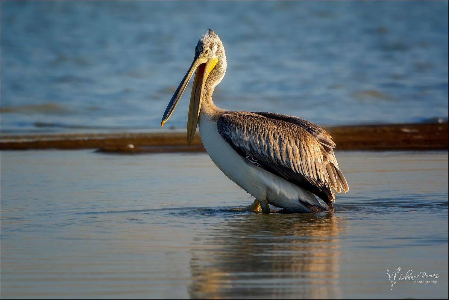 * * *. Автор: Лобанов Роман , Лобанов Роман
