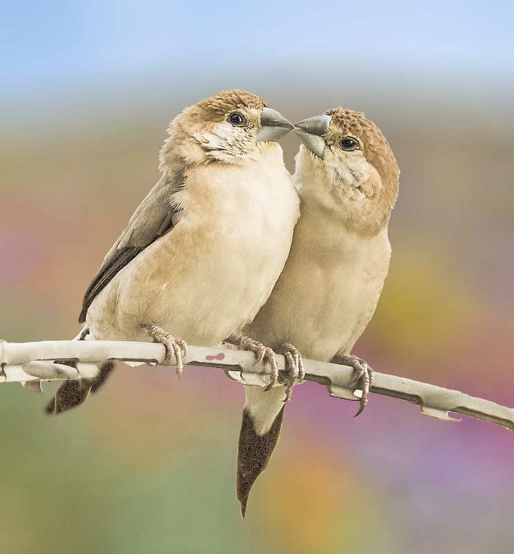 Indian Silver bill Finchphoto preview