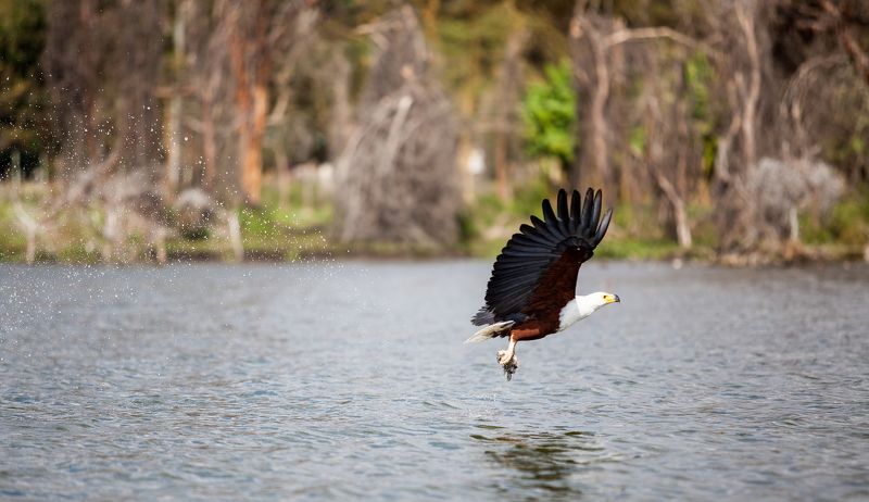 Орел фото превью
