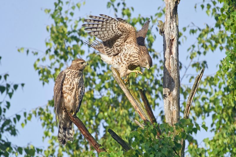 ястреб,ястреб-тетеревятник,тетеревятник,hawk,goshawk,nothern goshawk,accipiter gentilis, Ястребы-тетеревятники фото превью