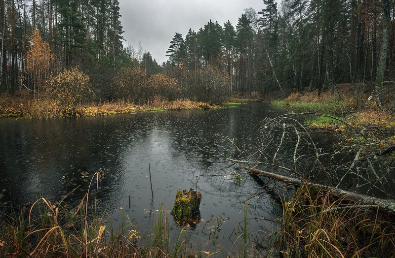 Осенний дождьphoto preview