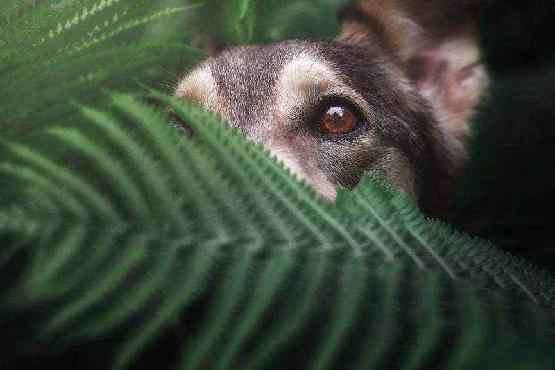 В засадеphoto preview