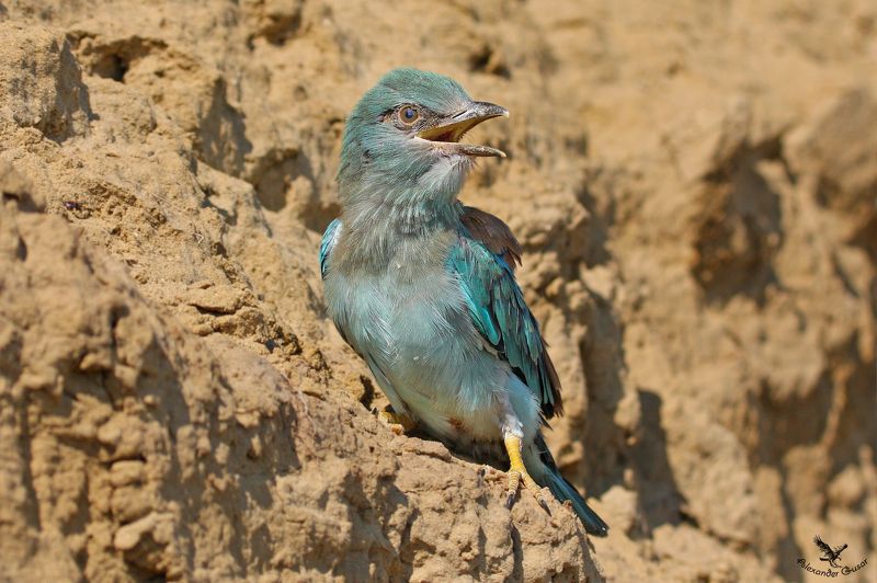 Слёток. фото превью