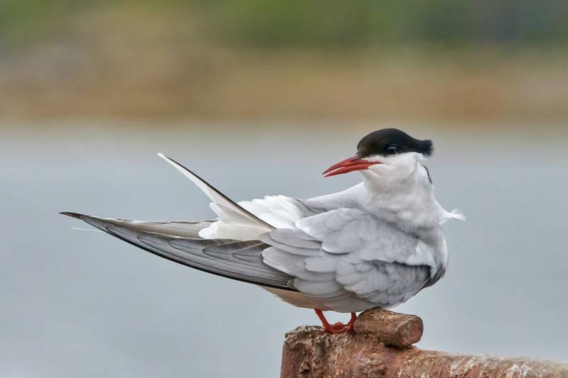 #bird #wildlife #nature #birdphotography Крачкаphoto preview