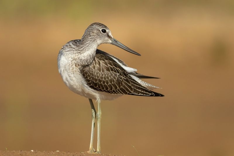 большой улит, кулик, птица, желтый, birds, Большой улитphoto preview