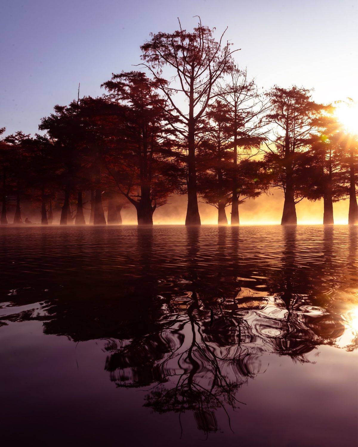 Кипарисовый рассвет. Автор: Sergey Lexin , Sergey Lexin