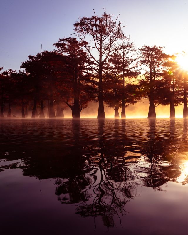 Кипарисовый рассвет фото превью