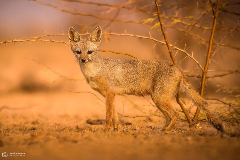 indian fox, vulpes bengalensis, grk, greater rann of kutch, nature, 35awards, 35photo, wildlife, birds, birds of india, parth kansara, parth kansara wildlife, indian wildlife, photo, photography, kutch, birds of kutch, nakhatrana, kutch wildlife, Indian Fox (Vulpes bengalensis)photo preview