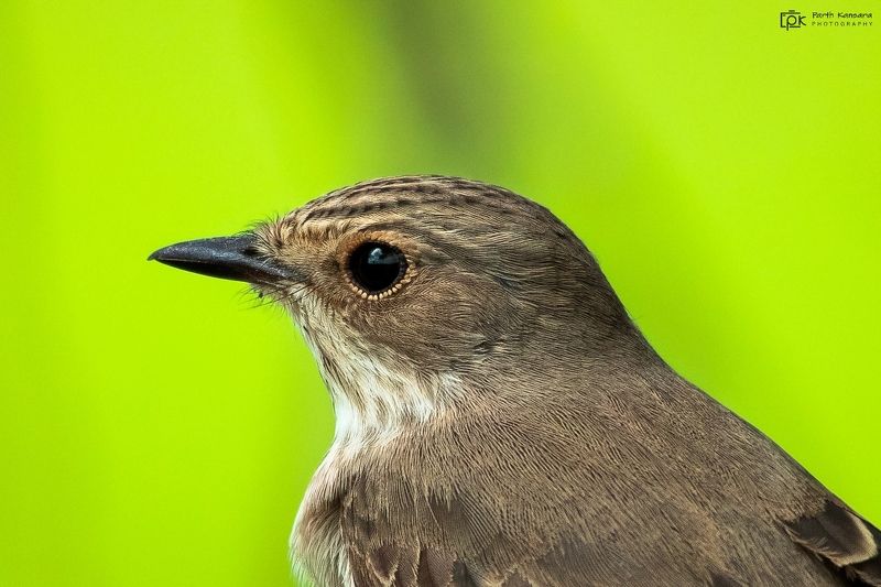 spotted flycatcher, muscicapa striata,grk, greater rann of kutch, nature, 35awards, 35photo, wildlife, birds, birds of india, parth kansara, parth kansara wildlife, indian wildlife, photo, photography, kutch, birds of kutch, nakhatrana, kutch wildlife, Spotted Flycatcher (Muscicapa striata)photo preview