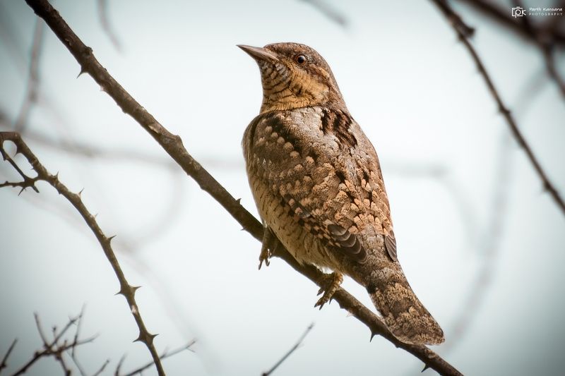 eurasian wryneck, jynx torquilla, grk, greater rann of kutch, nature, 35awards, 35photo, wildlife, birds, birds of india, parth kansara, parth kansara wildlife, indian wildlife, photo, photography, kutch, birds of kutch, nakhatrana, kutch wildlife, Eurasian Wryneck (Jynx torquilla)photo preview