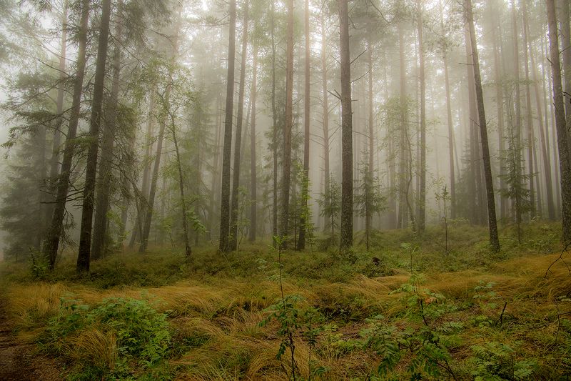 осень,ладога,туман Туманphoto preview