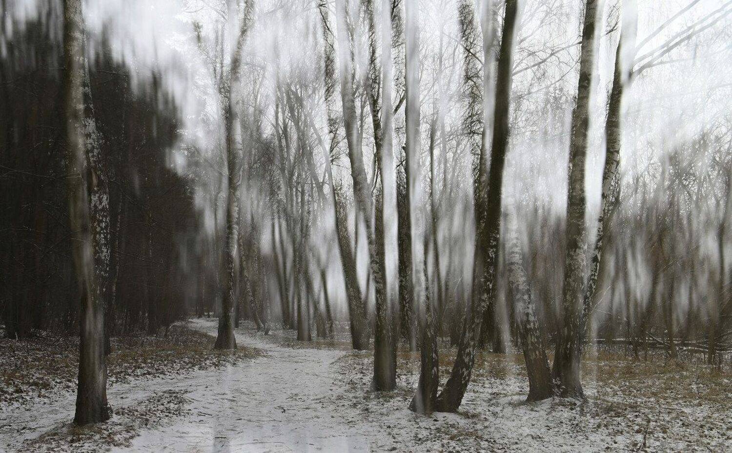 Березняк. Автор: Аникеев Владимир , Аникеев Владимир