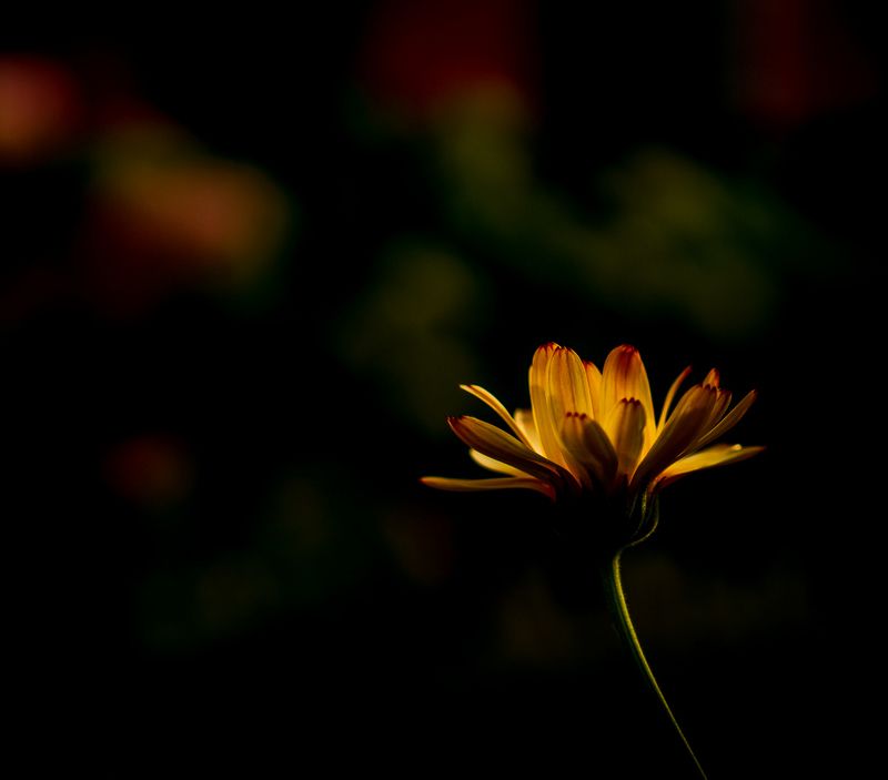 макро photo preview