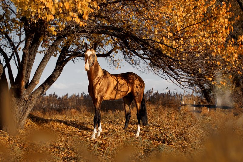 Лошадь, лошади, осень, лес, деревья, закат, horse, horses Тенгри. Осеньphoto preview