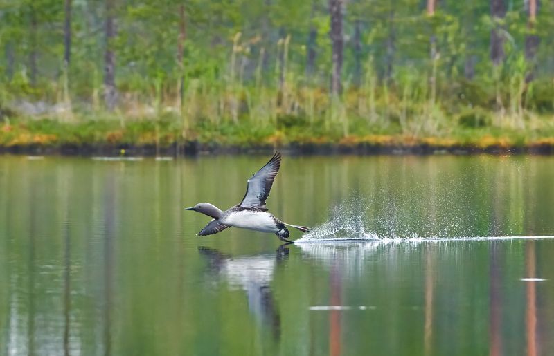 #bird #wildlife #nature #birdphotography Прибытиеphoto preview