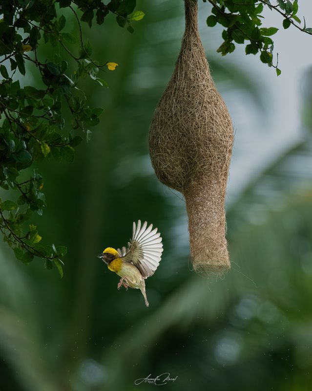 Birds kerala india birdphotography wildlife Natures Best Architectphoto preview