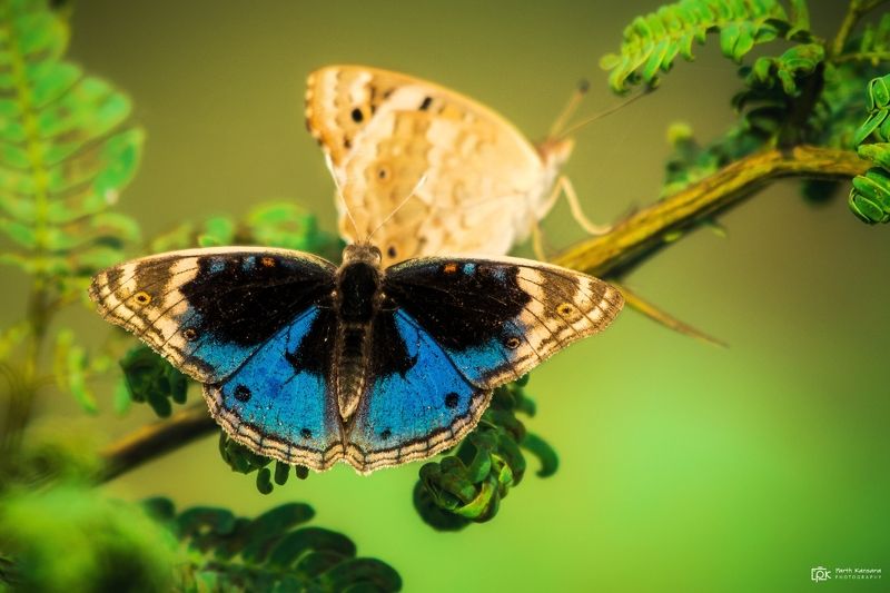 blue pansy, junonia orithya, grk, greater rann of kutch, nature, 35awards, 35photo, wildlife, birds, birds of india, parth kansara, parth kansara wildlife, indian wildlife, photo, photography, kutch, birds of kutch, nakhatrana, kutch wildlife, blue pansy (Junonia orithya)photo preview