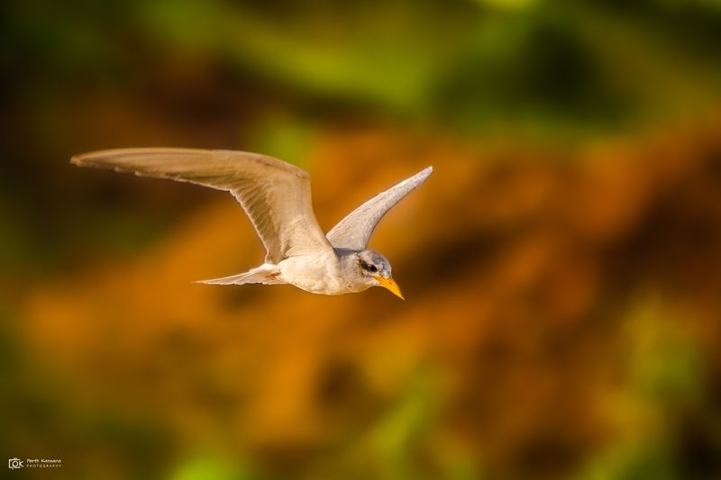 river tern, sterna aurantia,grk, greater rann of kutch, nature, 35awards, 35photo, wildlife, birds, birds of india, parth kansara, parth kansara wildlife, indian wildlife, photo, photography, kutch, birds of kutch, nakhatrana, kutch wildlife, River Tern (Sterna aurantia)photo preview