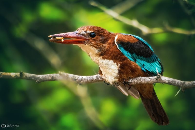 white-throated kingfisher, halcyon smyrnensis, grk, greater rann of kutch, nature, 35awards, 35photo, wildlife, birds, birds of india, parth kansara, parth kansara wildlife, indian wildlife, photo, photography, kutch, birds of kutch, nakhatrana, kutch wil White-throated Kingfisher (Halcyon smyrnensis)photo preview