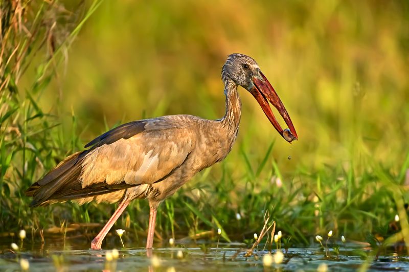 bids,The Asian openbill The Asian openbillphoto preview