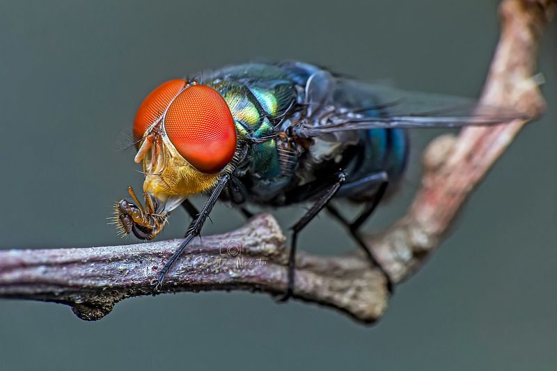 BLUEBOTTLE FLY, fly, bluebottle, insect, animal, beauty, beautiful, garden, forest, macro, small, eyes BLUEBOTTLE FLYphoto preview