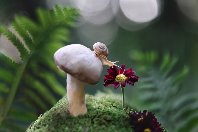 snails, snail, macro, macrophoto, macrophotography, nature, forest, макро, макрофото, природа, улитка, тишина, покой, грибы, цветы \'Дышать ароматами осени\'photo preview