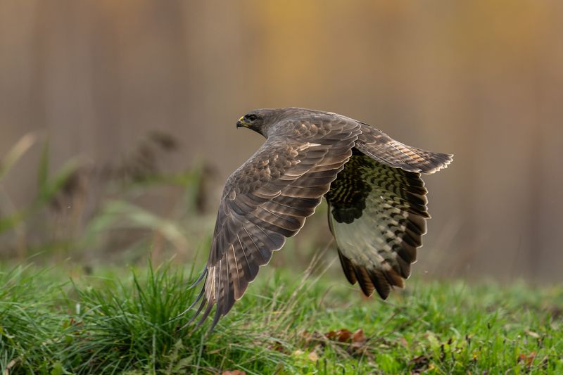 Lidojumaphoto preview