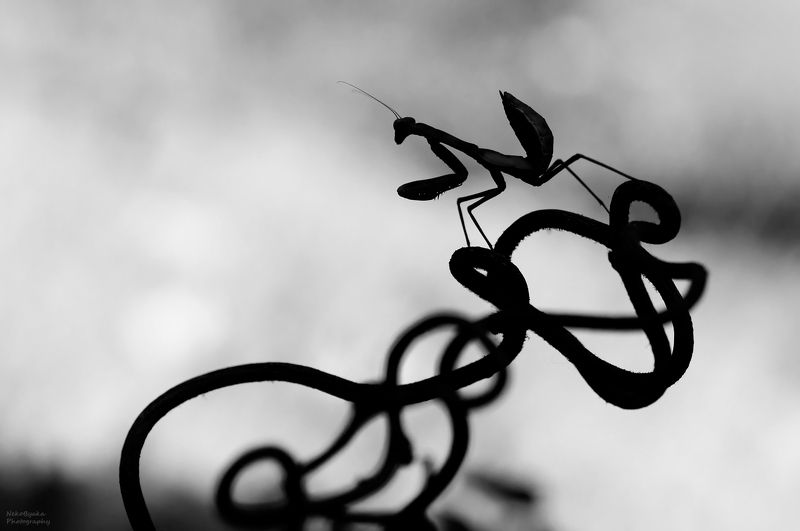 макро, природа, черно-белое, насекомые, богомол Размышляя об одиночествеphoto preview