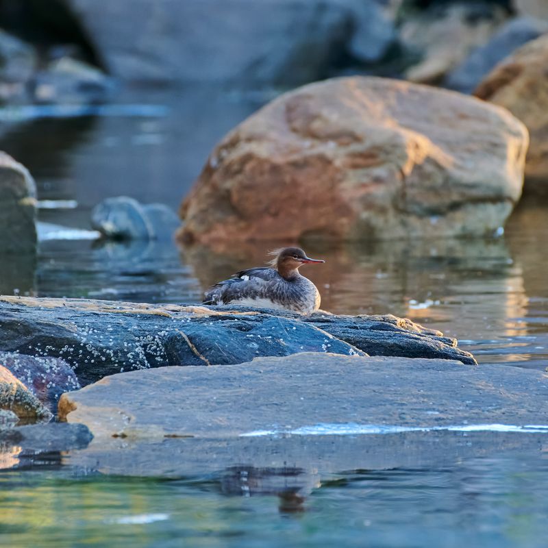 #bird #wildlife #nature #birdphotography Готовимся ко снуphoto preview