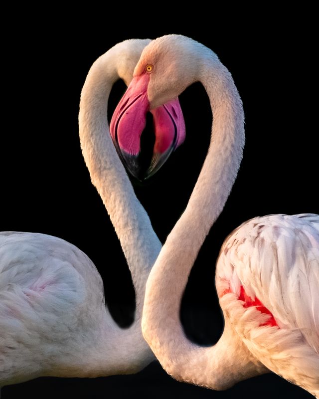 #birds #nature #wildlife Greater flamingo duo in mating ritual.photo preview