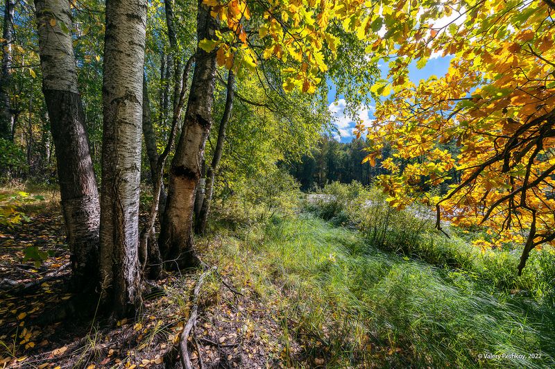 ранняя осень, сентябрь, старицы, солнце, облака, мещёра, рязанская область. Pro сентябрьские старицыphoto preview