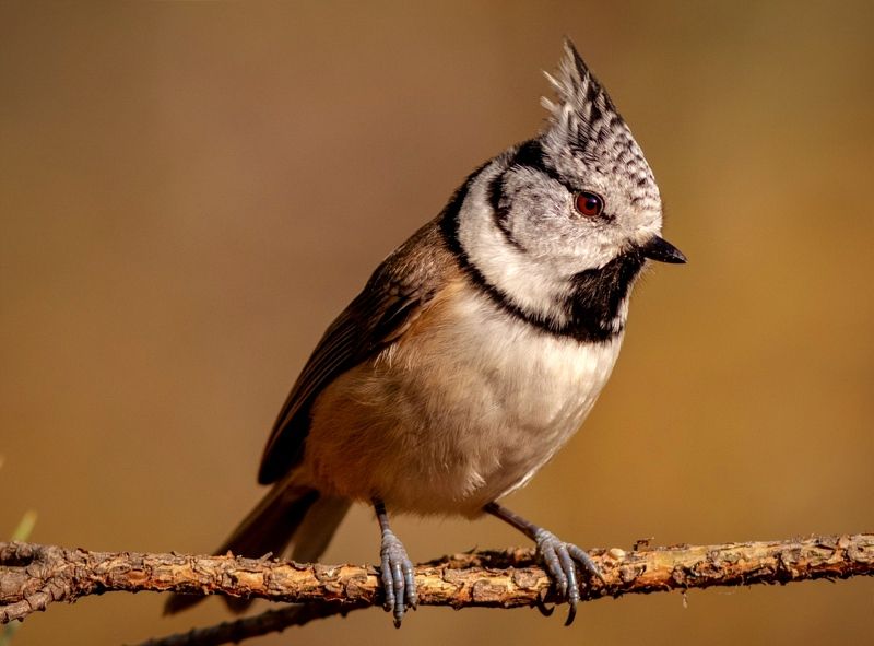 гренадерка, синица, птица, фотоохота, birds, crested tit, оранжевый, хохлатая синица, wildlife, nature Гренадеркаphoto preview